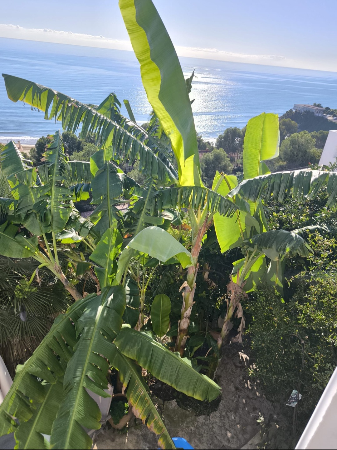 CHALET PRIMERA LINEA PLAYA OROPESA